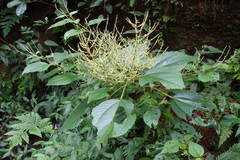 Boehmeria macrophylla